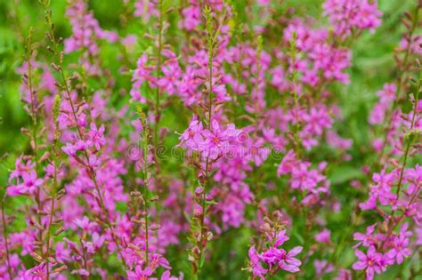 Chamaenerion Angustifolium With Purple Flowers Fireweed Plant Medical