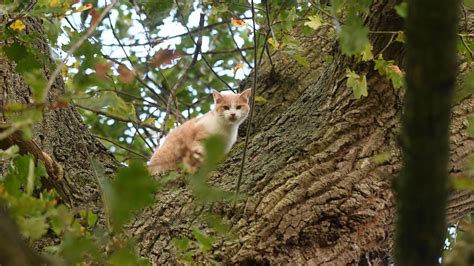 Chat Coincé Dans Un Arbre Qui Appeler - √ 100 ou plus chat coincé dans un arbre 213270-Chat coincé dans un
