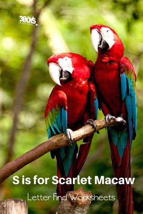 A romance is a work of historical fiction by american author nathaniel hawthorne, published in 1850. Find the Letter S is for Scarlet Macaw | Rainforest Unit ...