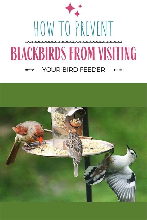 Maybe you would like to learn more about one of these? How to Keep Blackbirds Away from the Bird Feeder - Wild ...