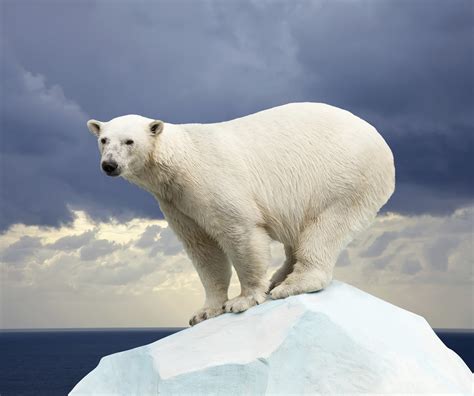 Can Polar Bears Survive Food Shortages Caused By Global Warming Cbs News