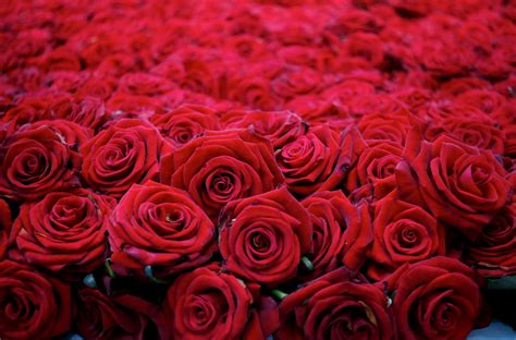 Wallpaper Roses Flowers Buds Red Many Beautiful 3000x1980