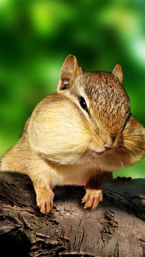 Precious Chipmunk With His Mouth Full Of Nuts Funny Cute Cute