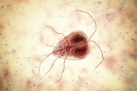 Facts About Giardiasis Facty Health