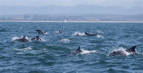 Long Beaked Common Dolphins Delphinus Capensis Monterey C Flickr