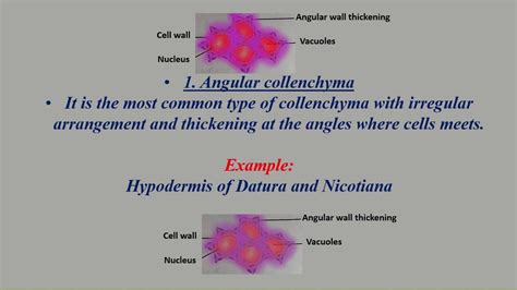 Collenchyma Cells Simple Permanent Tissueangular Annular Lamellar