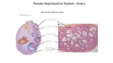 Diagrama De Female Reproductive System Ovary Quizlet