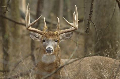 Deer Hunting Tips On Hunting The Big Buck