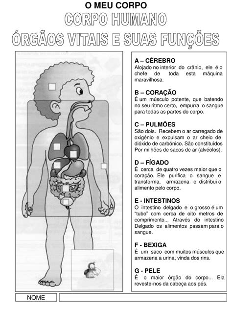 Corpo Humano ÓrgÃos Vitais E Suas FunÇÕes