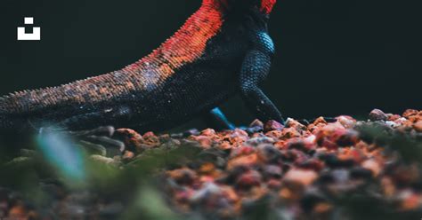 Red And Blue Lizard On Brown Rock Photo Free Lizard Image On Unsplash