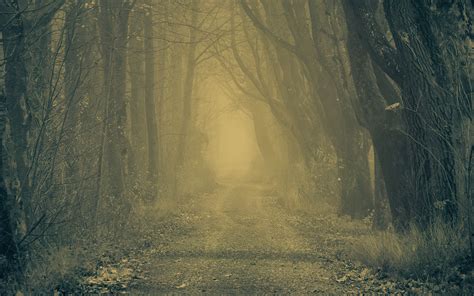 Download Wallpaper 3840x2400 Forest Road Fog Trees Autumn Gloomy