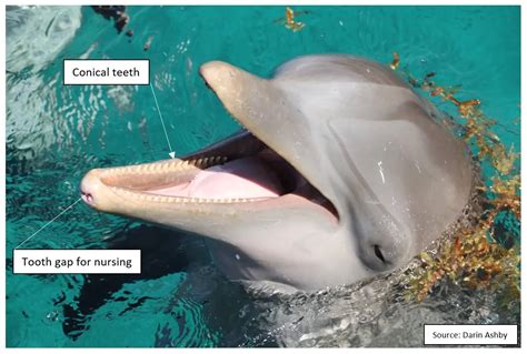 Dolphins Toothed Whales Biology ~ Marinebio Conservation Society