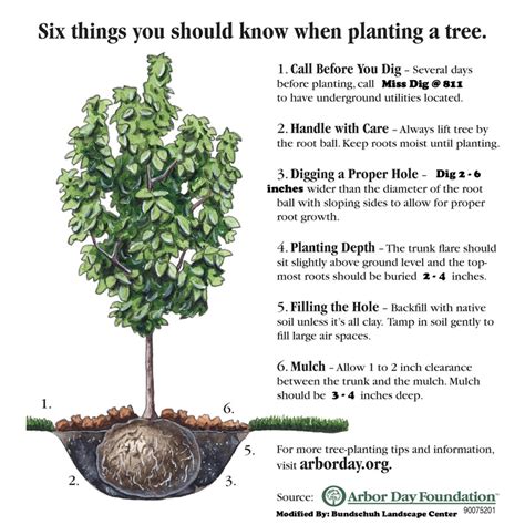 Tree Planting By Bundschuh Landscape Center