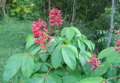 In japan, the cherry blossom, or sakura, has been the national flower for centuries and is a symbol for the country itself. Researching Native Trees of Georgia -spatialdrift