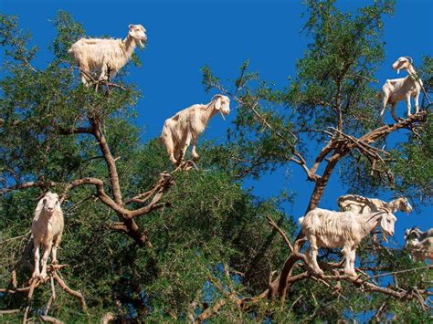 Argan Goats Bing Wallpaper Download