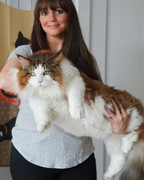 Meet Samson The Largest Cat In New York Large Cats Big Cats Cute
