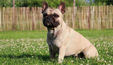 French breeders sought to consistently produce the erect bat ears, much to the chagrin of english breeders. French Bulldog Breeders New England | Top Dog Information