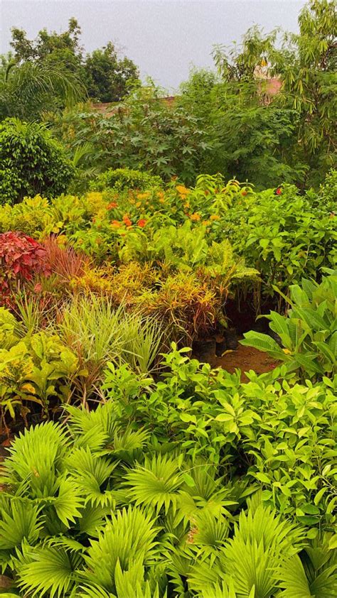 Many Different Types Of Plants In A Garden