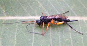Shiny Black Wasp With Orange Legs Pimpla Pedalis Bugguidenet