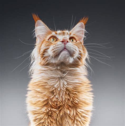 Cat Portrait Awarded Potw Accolade Ephotozine