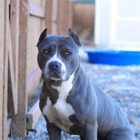 Blue Nose American Pitbull Terrier | PETSIDI