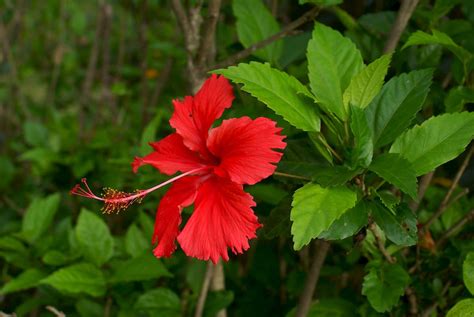 Hibiscus Rosa Sinensis A Queen Of Flowers And Their Herbal Cure By