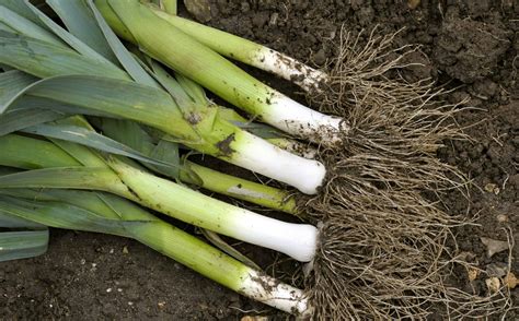 Leek Vs Chive Whats The Difference Az Animals