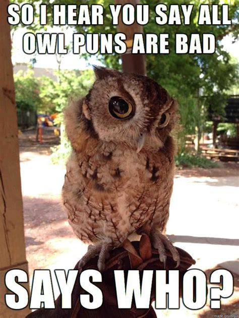 10 Best Owl Memes Images On Pinterest Barn Owls Funny Stuff And Owls