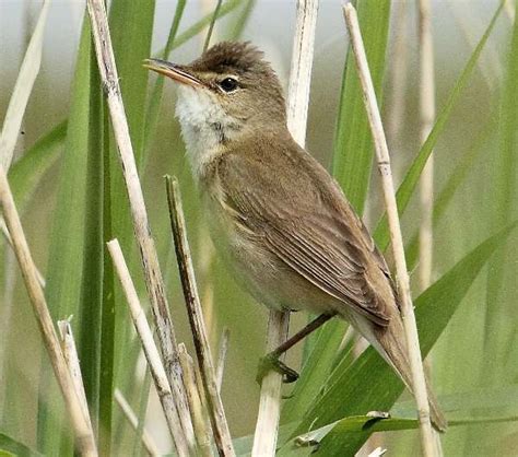 Acrocephalus Scirpaceus Reed Warbler Identification Guide