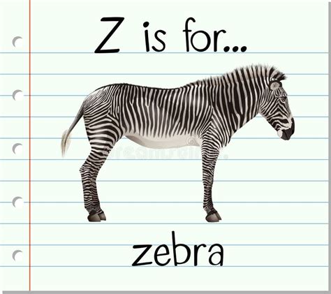Flashcard Letter Z Is For Zebra Stock Vector Illustration Of Elements