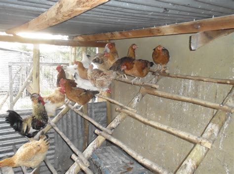 Kienyeji Chicken The Importance Of Perching In Kienyeji Chicken Farming