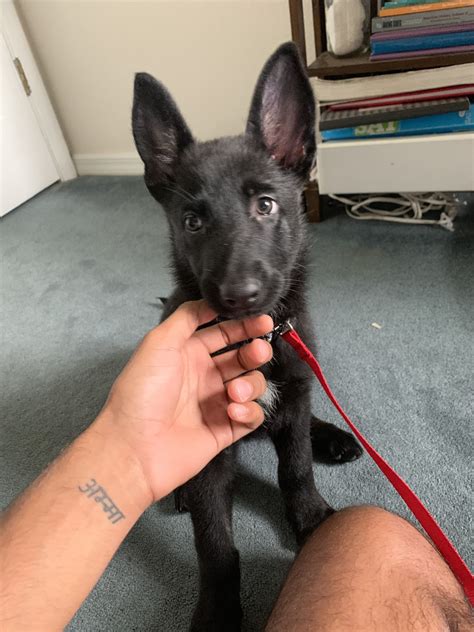 German Shepherd Puppies For Sale | Orlando, FL #302157