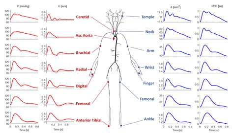 The Pulse Rate Tactile Arterial Palpation Of The Heartbeat The