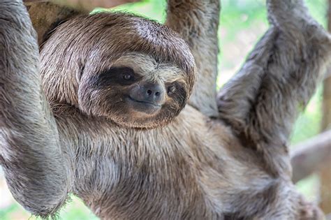 Meet The Sloths At The Louisville Zoo This August Joe Hayden Real
