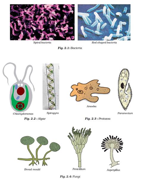 Ncert Class Viii Science Chapter 2 Microorganisms Friend And Foe Aglasem Schools