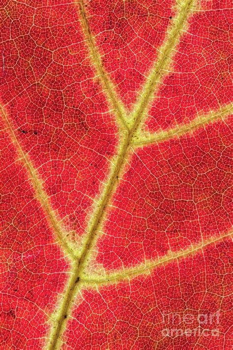 Maple Leaf Close Up Photograph By Jerry Fornarotto Fine Art America