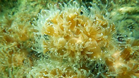The Algae That Might Save Earths Coral Reefs Nautilus Marine