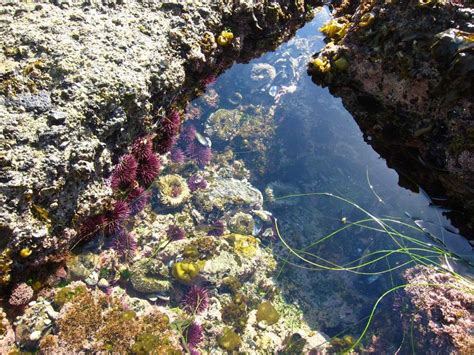The best beaches for exploring tide pools: Pin by Kurt von Schleicher on -= |::| Tide Pools ...