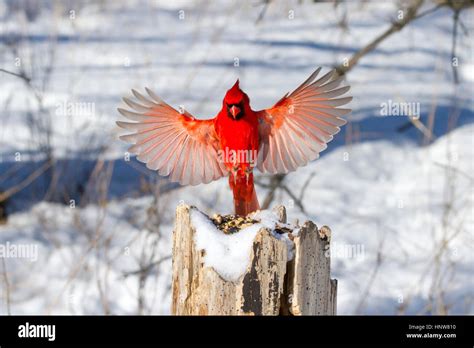 Male Northern Cardinal In Flight With Wings Spread Stock Photo Alamy