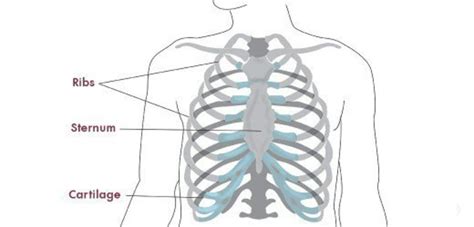 Fibromyalgia costochondritis chest rib cage pain under inflammation symptoms heart causes mybeautygym why organs chronic thoracic bones located upper. Severe Pain on the Right Side of the Back, Abdomen, and Ribs | HealDove
