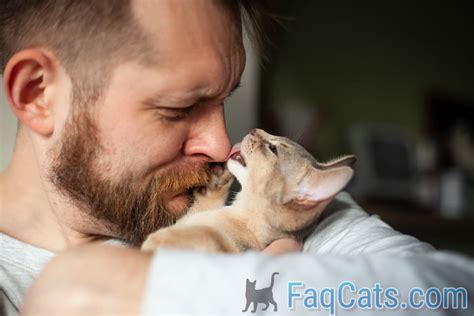 why does my cat lick my face 10 causes best cat breeds