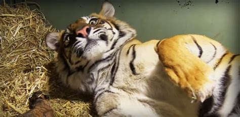 Tiger Is Giving Birth To Her Baby She Looks Closer Is Shocked At What