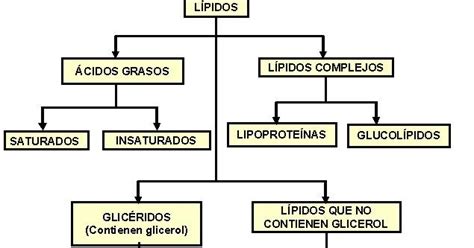 Nutricion Clasificación De Los Lipidos