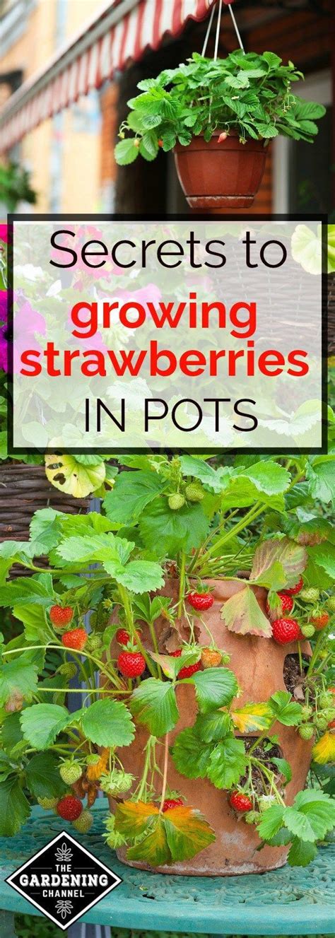 It can help in decorating the home. How to Stop Buying Strawberries and Start Growing Your Own ...