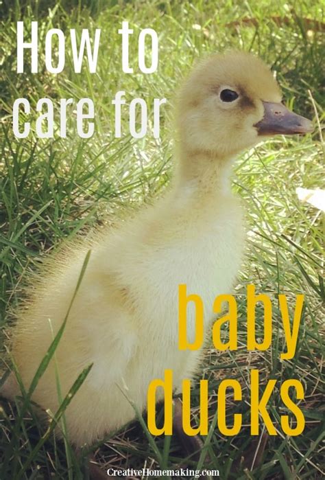 Marvelous Tips About How To Take Care Of Baby Ducks Icecarpet