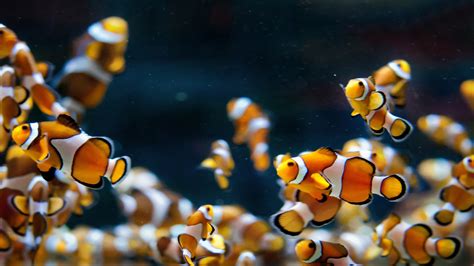 Fondos De Pantalla Animales Pescado Amarillo Submarino Arrecife
