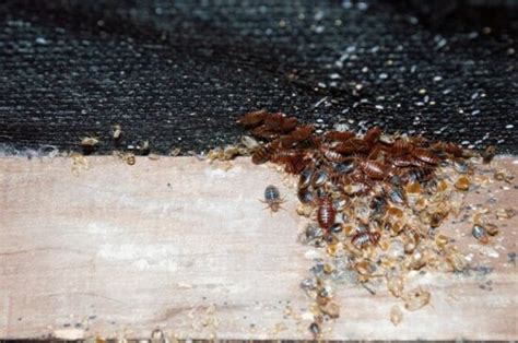 Bed Bug Nests What They Look Like And How To Find Them