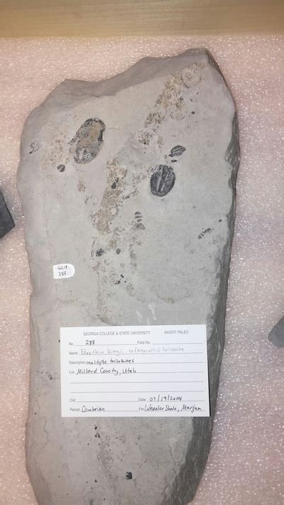 Georgia College Natural History Museum Exploring Georgias Fossil Record
