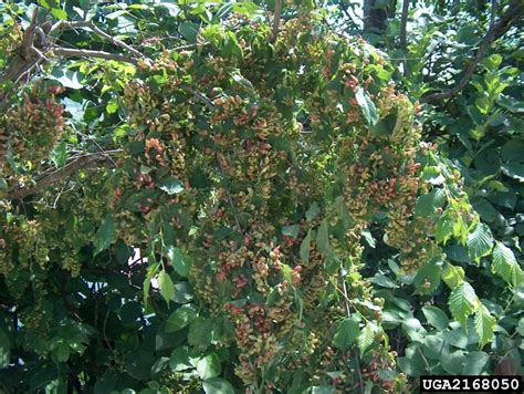 Banana peppers can sometimes fall prey to aphid infestations. elm sack-gall aphid (Tetraneura ulmi ) on English elm ...