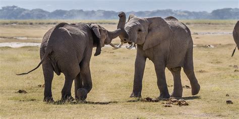 Elephants Fight Amboseli Two Elephants Fighting The Clear Flickr